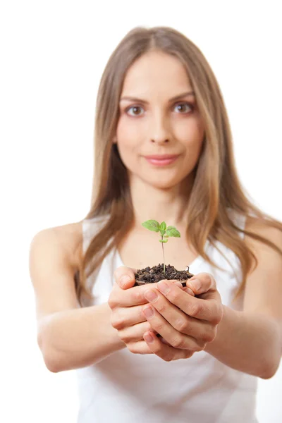 Green plant sprout in female hand — Stock Photo, Image