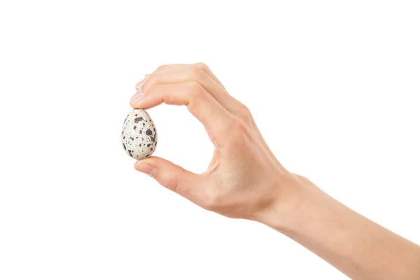 Перепелиные яйца в руке, изолированные на белом — стоковое фото