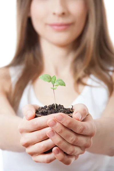 在女性手中的绿色的植物发芽 — 图库照片