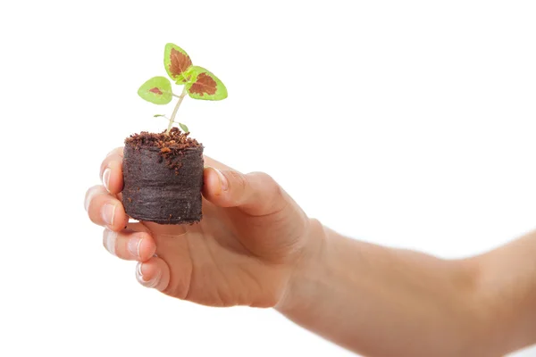 Coleus ontkiemen in vrouwelijke hand — Stockfoto