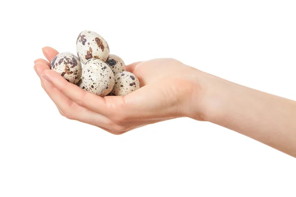 Перепелиные яйца в руках изолированы на белом — стоковое фото