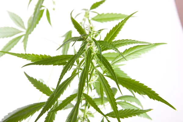 Marijuana germoglio su sfondo bianco — Foto Stock