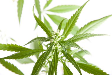 Beyaz arka planda marihuana tomurcuğu