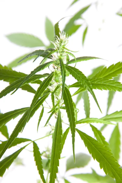 Pączek marihuany na białym tle — Zdjęcie stockowe