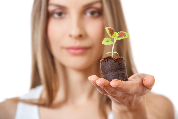 Mujer joven sosteniendo planta, brote de coleus — Foto de Stock