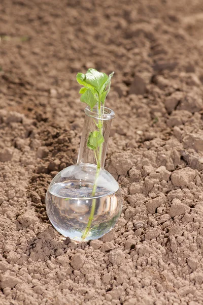 Flask with clear water and plant on dry soil — Stock Photo, Image