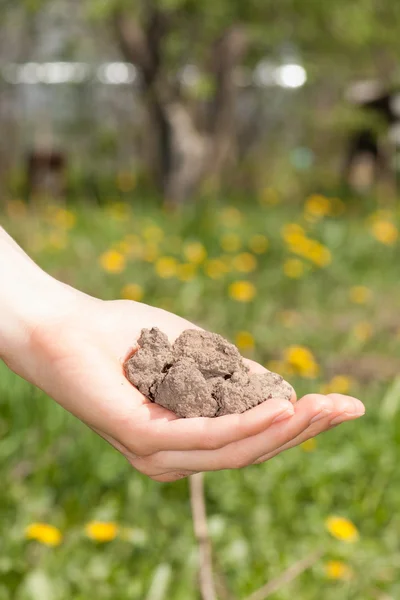 Dry soil in hand — Stock Photo, Image