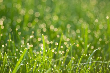 Çiy damlalı çimenler