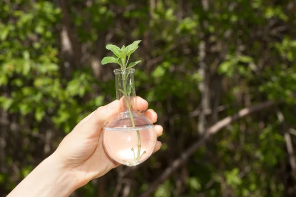 Planta verde en frasco de vidrio —  Fotos de Stock