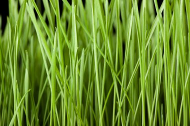 Taze yeşil çimen arka planı