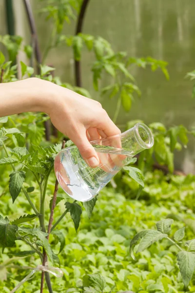 Flask with clear water  and green plants — Stock Photo, Image