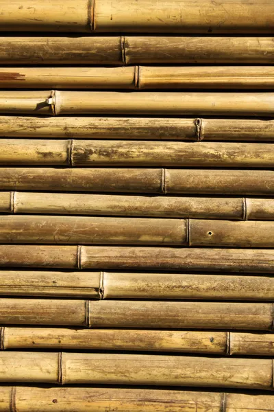 Bamboo background — Stock Photo, Image