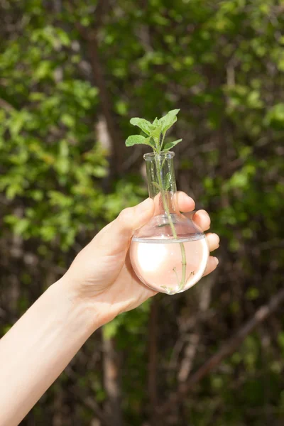 ガラス製フラスコでは緑の植物 — ストック写真