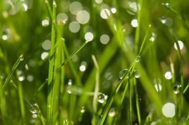 Çiy damlalı çimenler