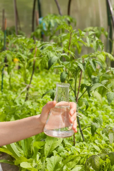 Flacon avec eau claire et plantes vertes — Photo