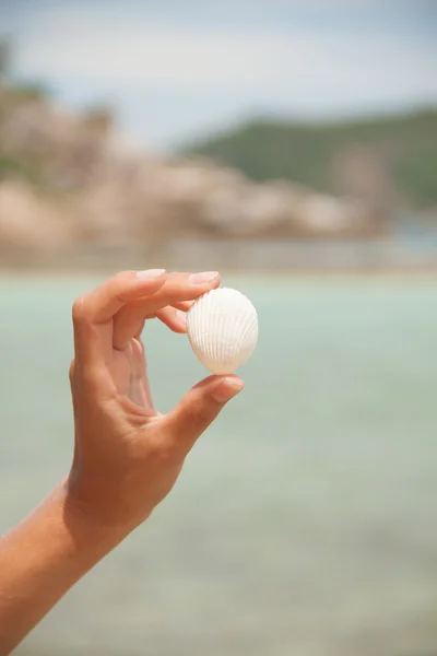 海シェルの手に — ストック写真