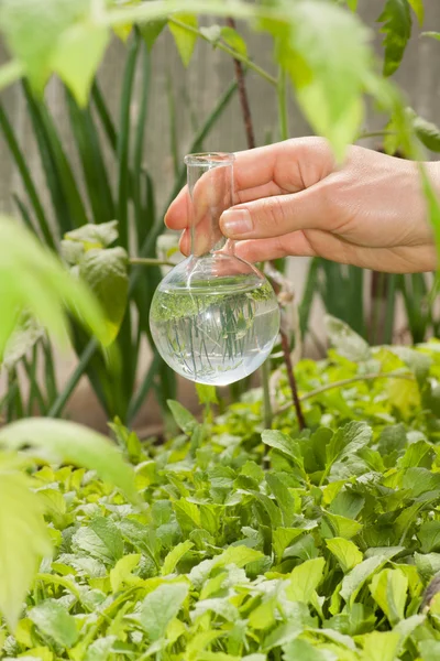 清澈的水和绿色的植物带瓶 — 图库照片