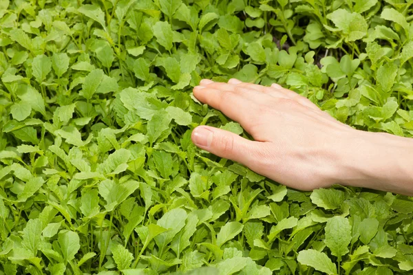 Mano femminile e pianta verde — Foto Stock