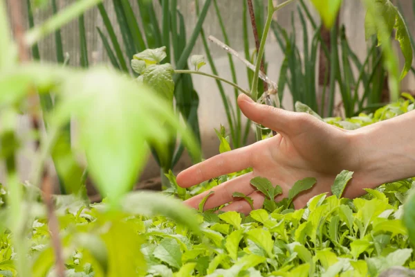 Жіноча рука і зелена рослина — стокове фото