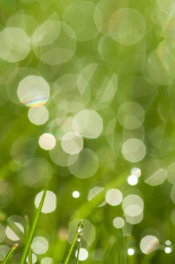 Çiy damlalı çimenler