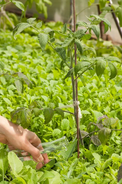 Frasco com água limpa e plantas verdes — Fotografia de Stock