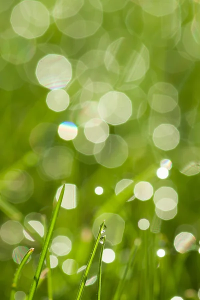 Çiy damlalı çimenler — Stok fotoğraf