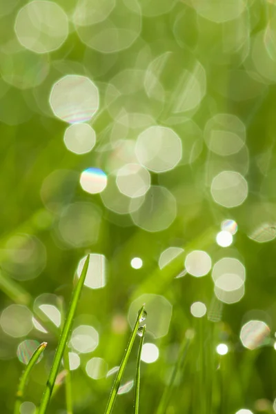 露が落ちる草 — ストック写真