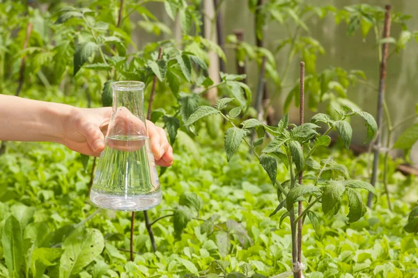 Kolf met helder water en groene planten — Stockfoto