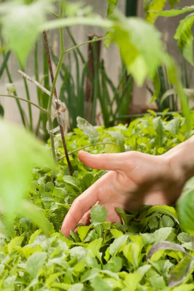 Kvinnlig hand och grön växt — Stockfoto