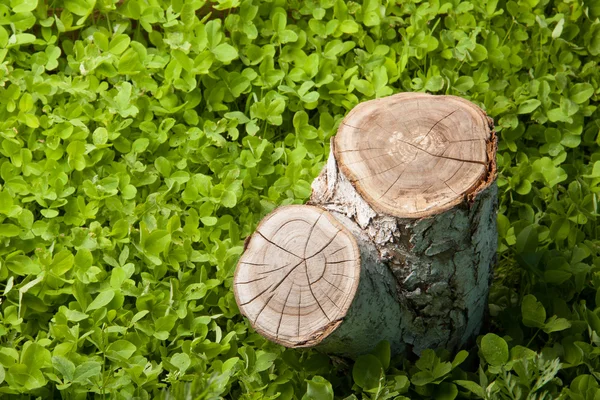 Pohon Stump di rumput — Stok Foto