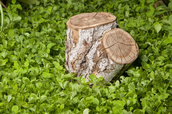 Árbol tocón en la hierba — Foto de Stock