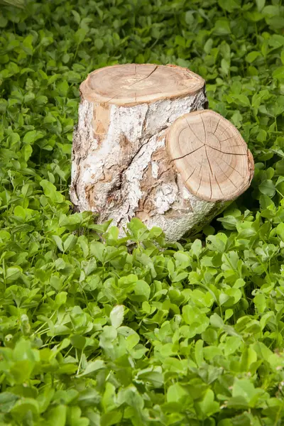 Tree stump on the grass — Stock Photo, Image