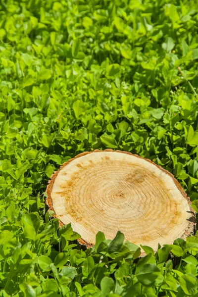 トップ ビューの芝生の上の木の切り株 — ストック写真