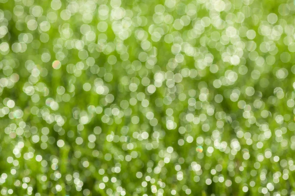 Hierba con gotas de rocío — Foto de Stock