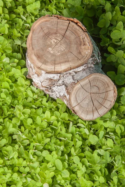Árbol tocón en la hierba — Foto de Stock