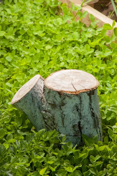 Tree stump on the grass — Stock Photo, Image