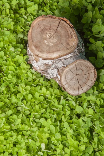 Pohon Stump di rumput — Stok Foto