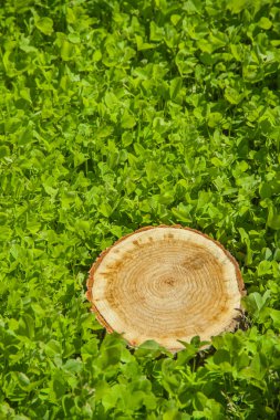 ağaç kütüğü çim, üstten görünüm