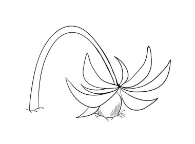 kavisli Hindistan cevizi hurma, vektör çizim