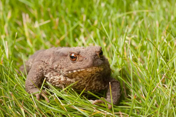 Žába sedí na zelené trávě — Stock fotografie