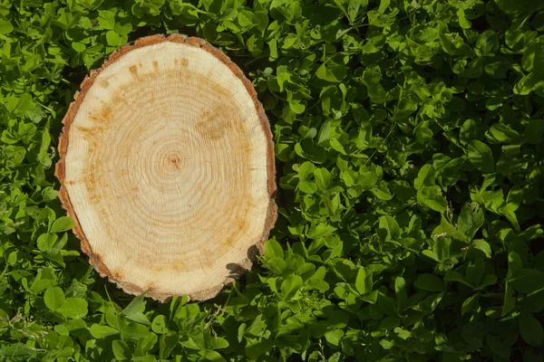 Tree stump on the grass, top view — Stock Photo, Image