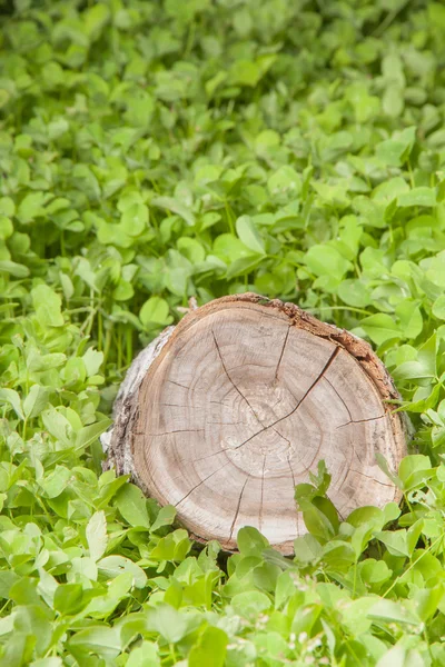 Árbol tocón en la hierba — Foto de Stock