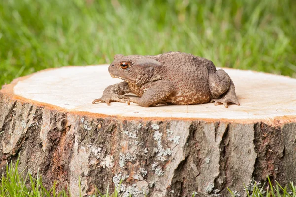 Žába na pařez — Stock fotografie