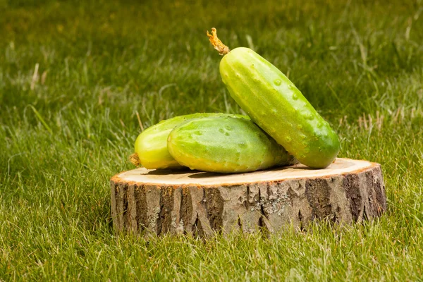 Cucumbers on a tree stump — Stock Photo, Image