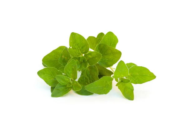 Fresh mint on white background — Stock Photo, Image