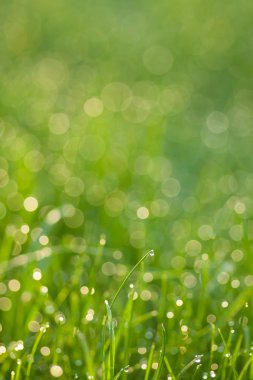 Çiy damlalı çimenler