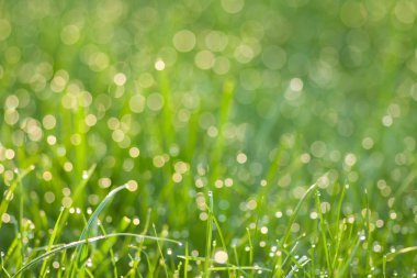 Çiy damlalı çimenler