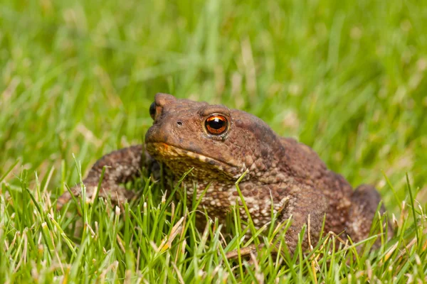 Kikker zittend op groen gras — Stockfoto