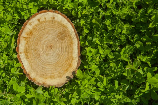 トップ ビューの芝生の上の木の切り株 — ストック写真