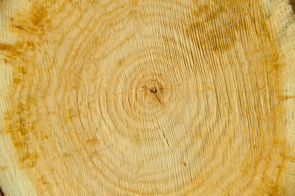 Zbliżenie drewniana tekstura cięcia — Zdjęcie stockowe